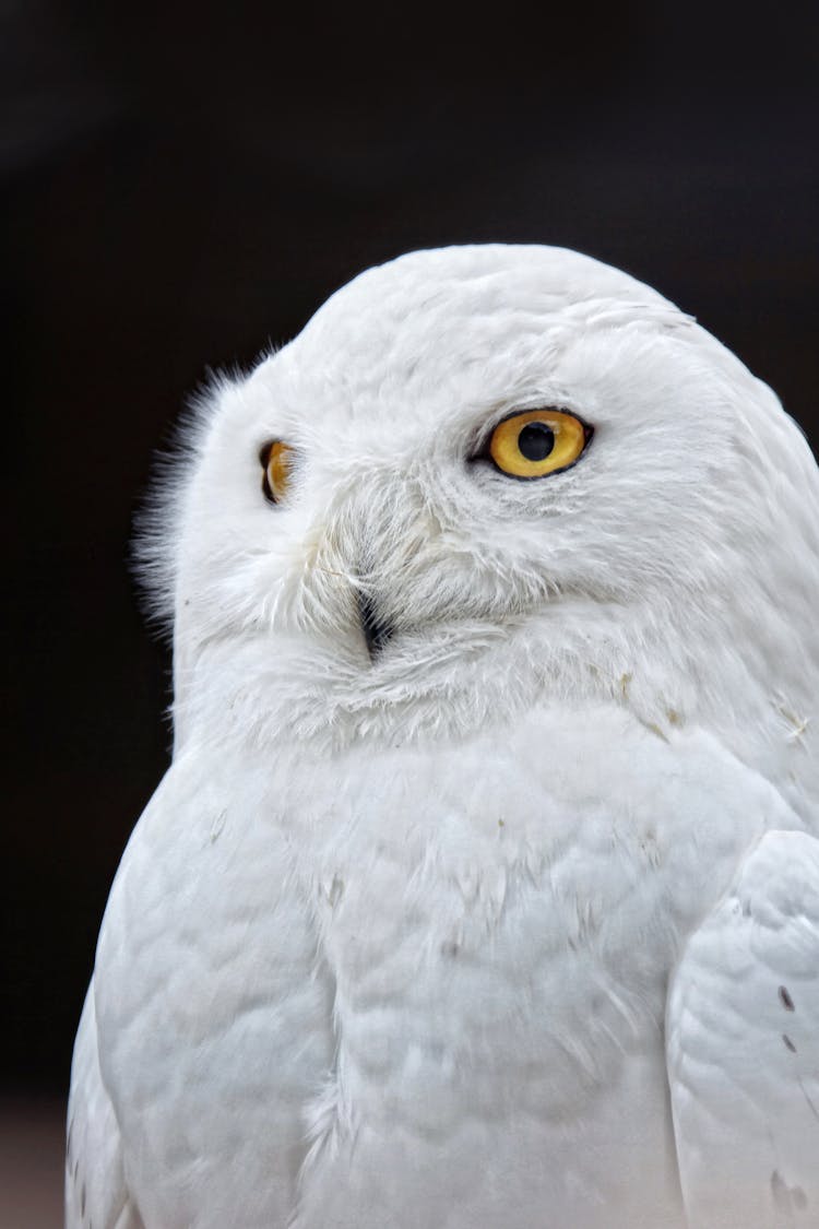 White Owl