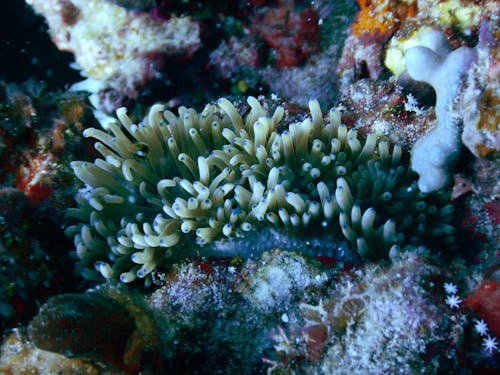 Imagine de stoc gratuită din coral, mare