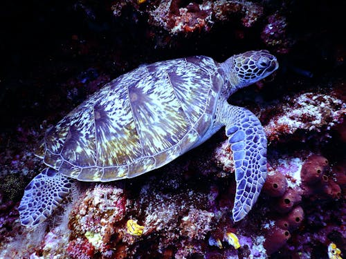 Free Underwater Photography of Brown Sea Turtle Stock Photo