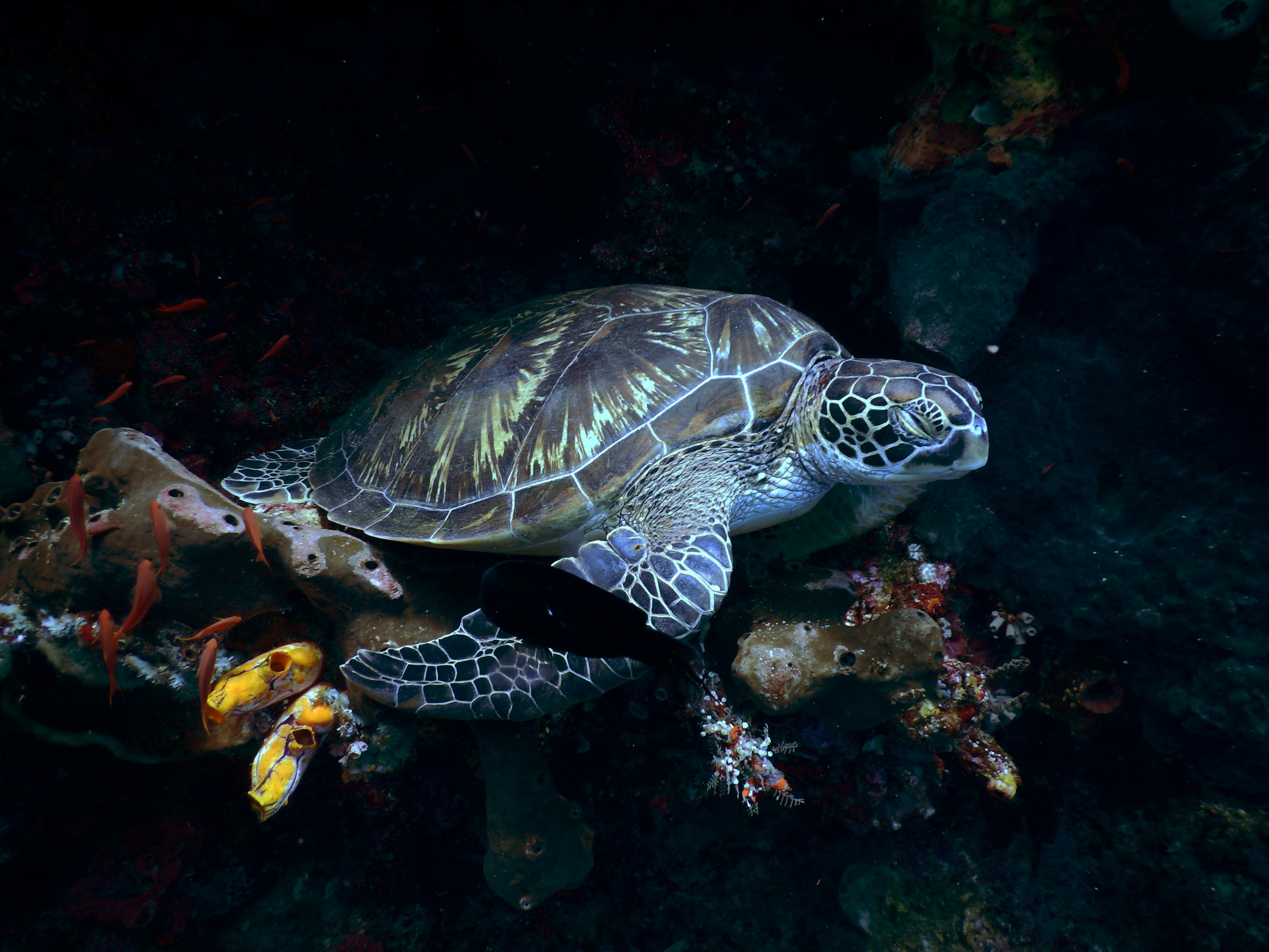 Free stock photo of animals, sea