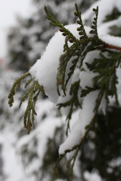 冬, 垂直ショット, 寒い - 気温の無料の写真素材