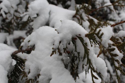 コールド, トゥジャ, 冬の無料の写真素材