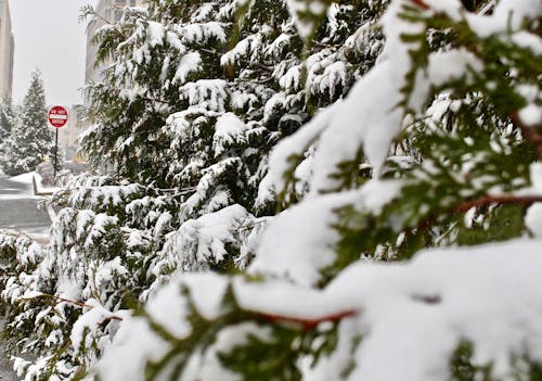 Kostenlos Kostenloses Stock Foto zu bäume, kalt, nadelwald Stock-Foto
