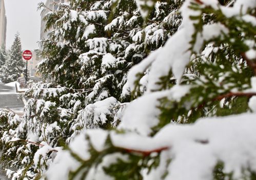 A serene urban scene with snow-covered fir trees and a 'Do Not Enter' sign.