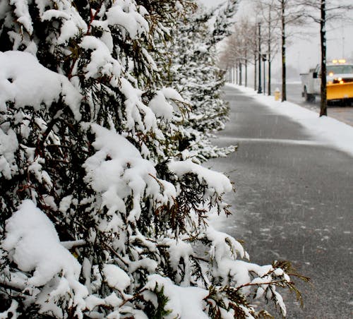 Snow Covered Trees on the Street