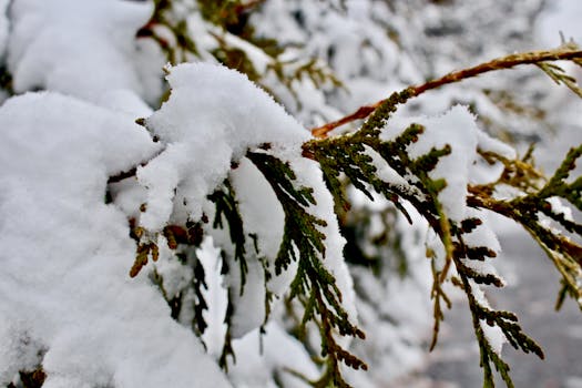 A detailed close-up of an evergreen branch covered in fresh snow during the winter season.