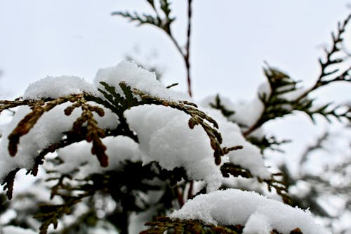 下雪, 冬季, 冷 的 免费素材图片