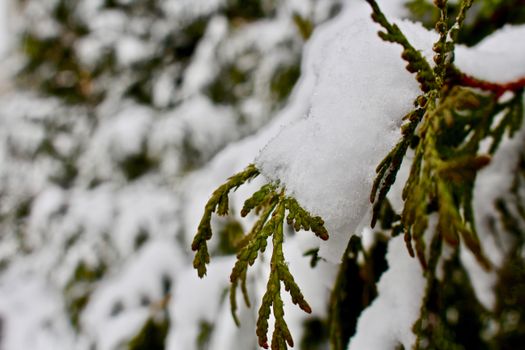 Close-up of snow-laden conifer branch, capturing the serene beauty of winter nature.