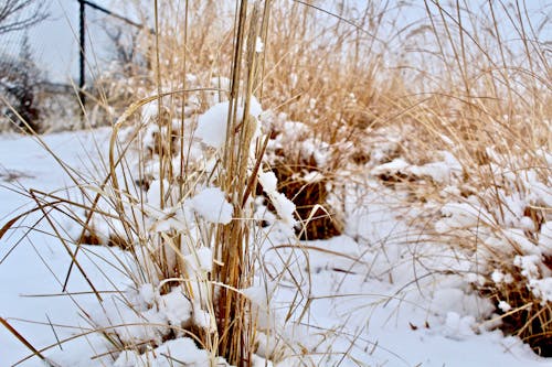 Close Up of Dry Plant Covered in Snow