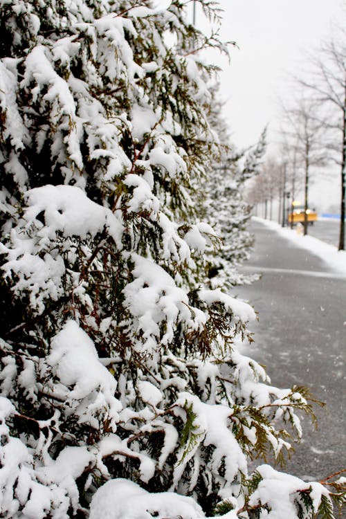 Close Up of Tree Covered in Snow