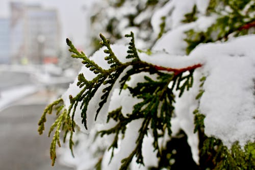 Conifer Branches in Snow