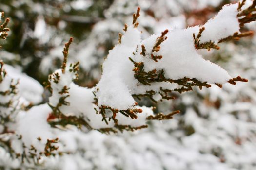 A close-up of a snow-laden evergreen branch in a serene winter setting.