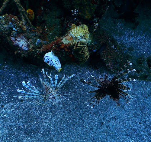 deniz, hayvanlar içeren Ücretsiz stok fotoğraf