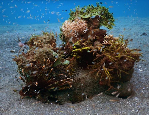 Gratis lagerfoto af hav, koral