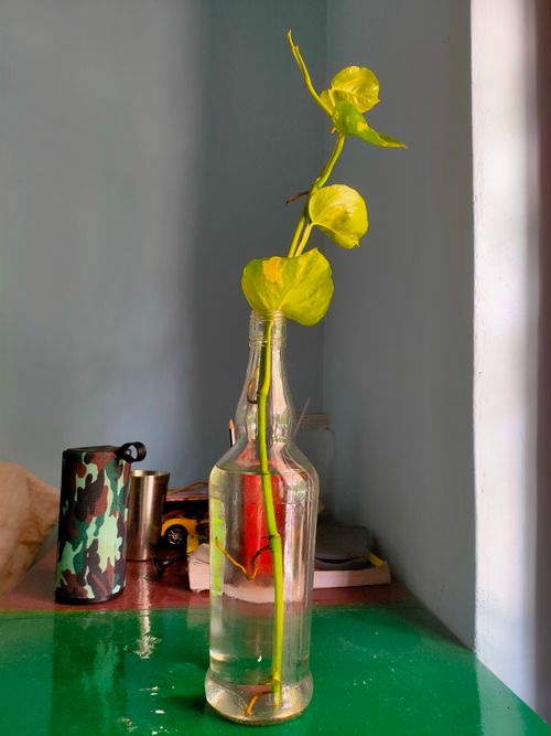 Free A clear glass bottle with a bright green plant on a table, featuring natural lighting indoors. Stock Photo