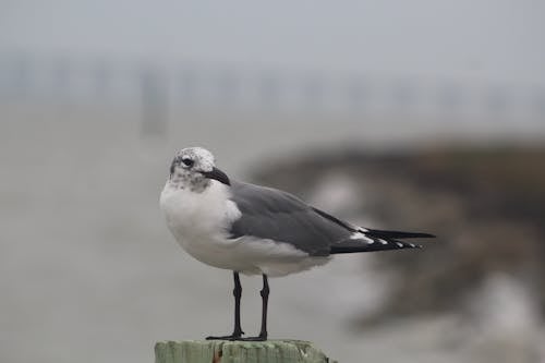 Kostenloses Stock Foto zu lachende möwe, nahansicht, seevogel