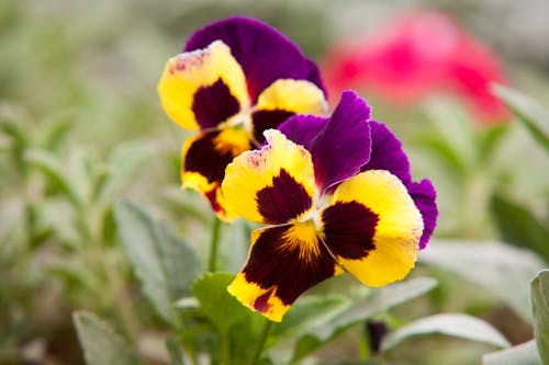 Ücretsiz Sarı Ve Mor Yapraklı çiçeklerin Seçmeli Odak Fotoğrafı Stok Fotoğraflar
