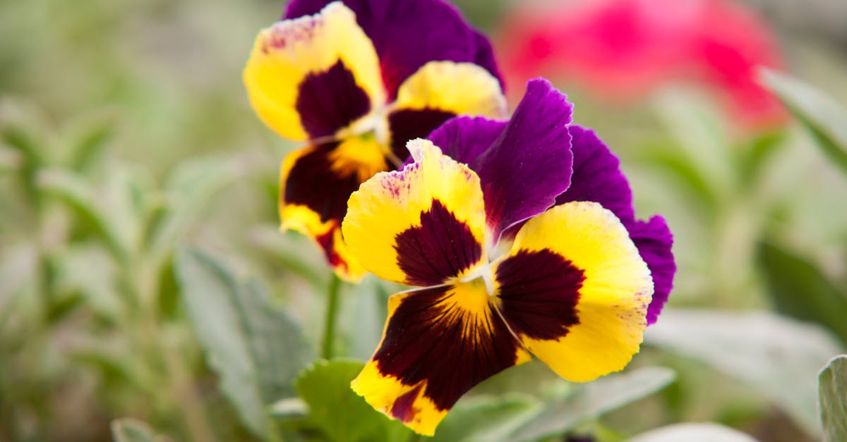 Selective Focus Photography of Yellow and Purple Petaled Flowers · Free ...