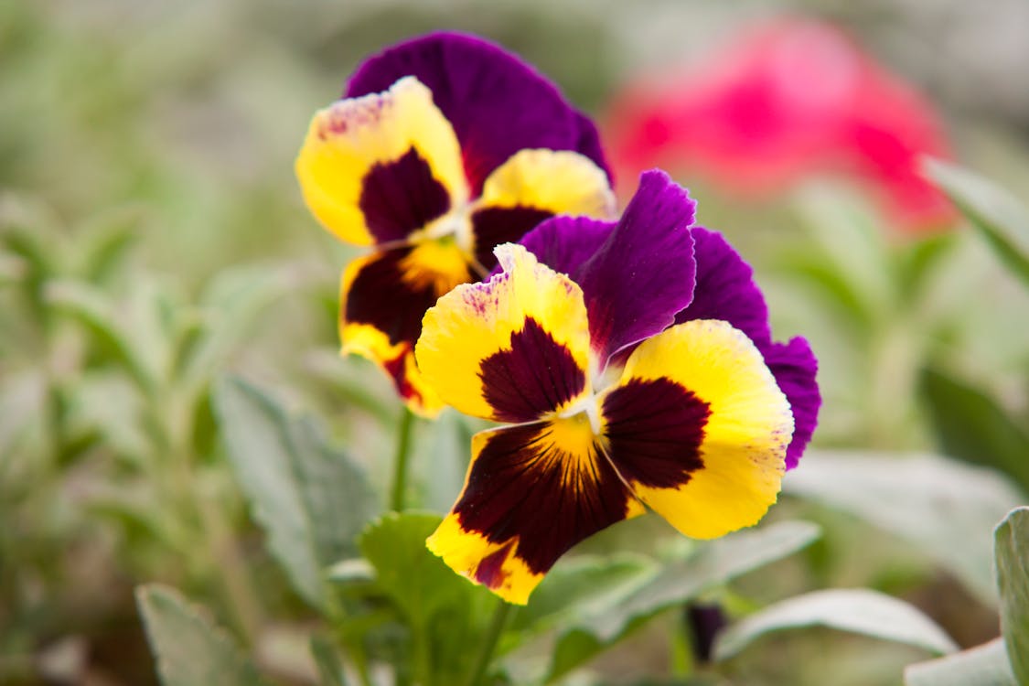 黃色和紫色的花瓣花的選擇性聚焦攝影