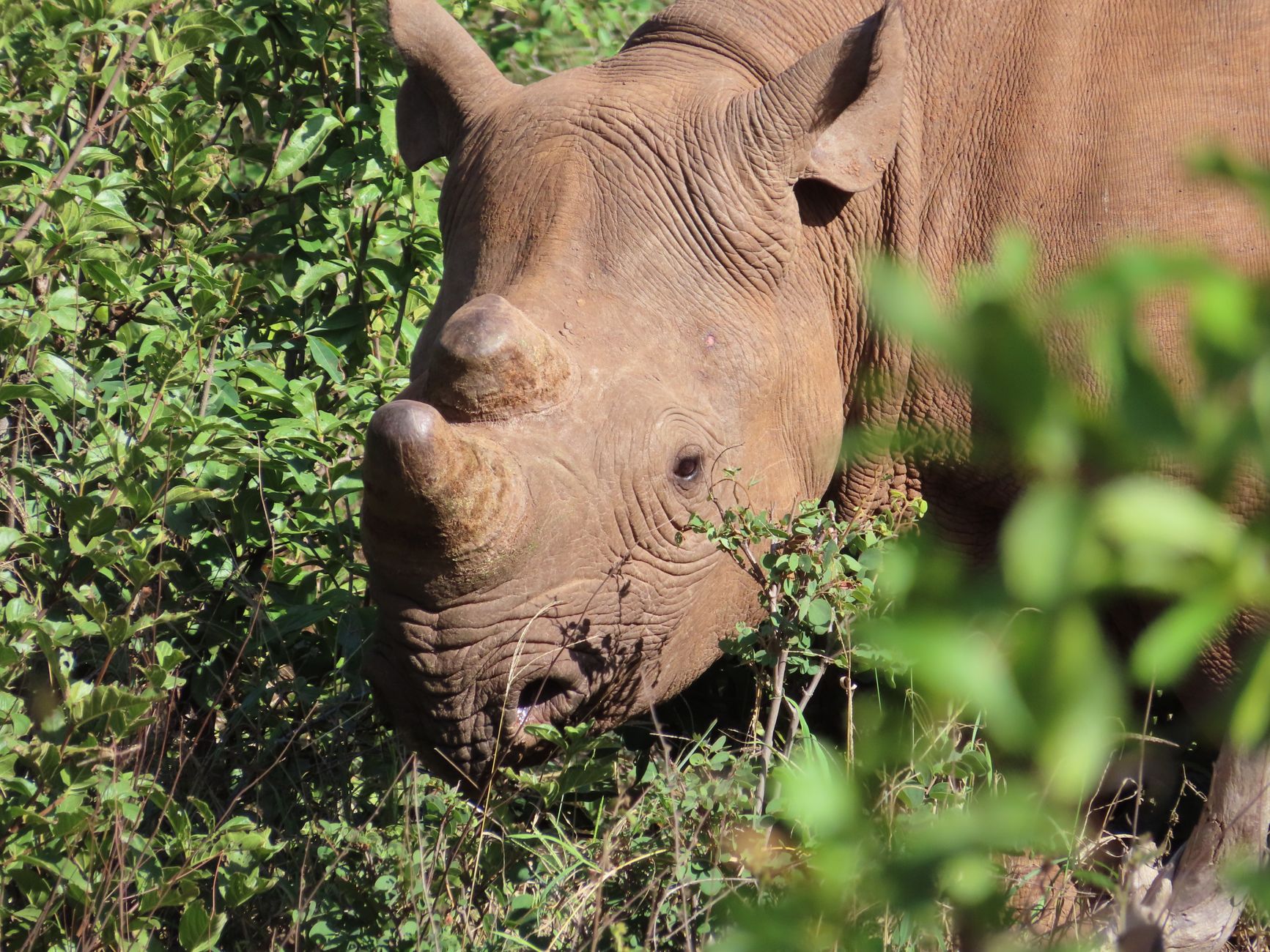 Gonarezhou Rhino Conservation: A Story of Hope