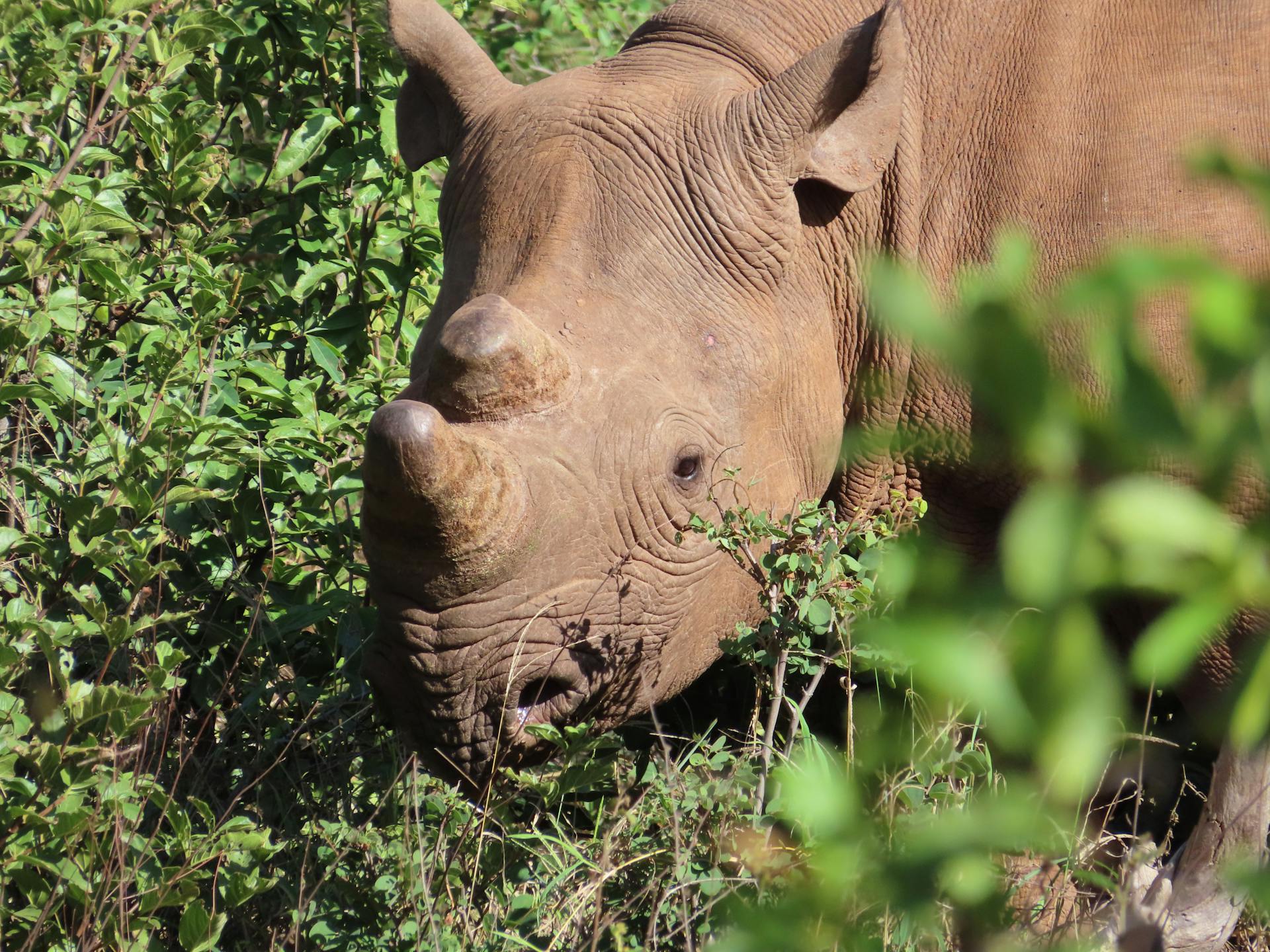 A portrait of a black rhinoceros amidst dense green foliage in Zimbabwe, showcasing its natural habitat.