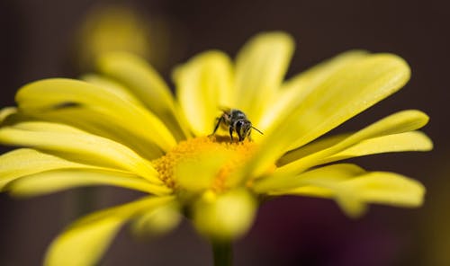 Honigbiene Thront Auf Gelber Blütenblattblume Im Nahaufnahmefoto