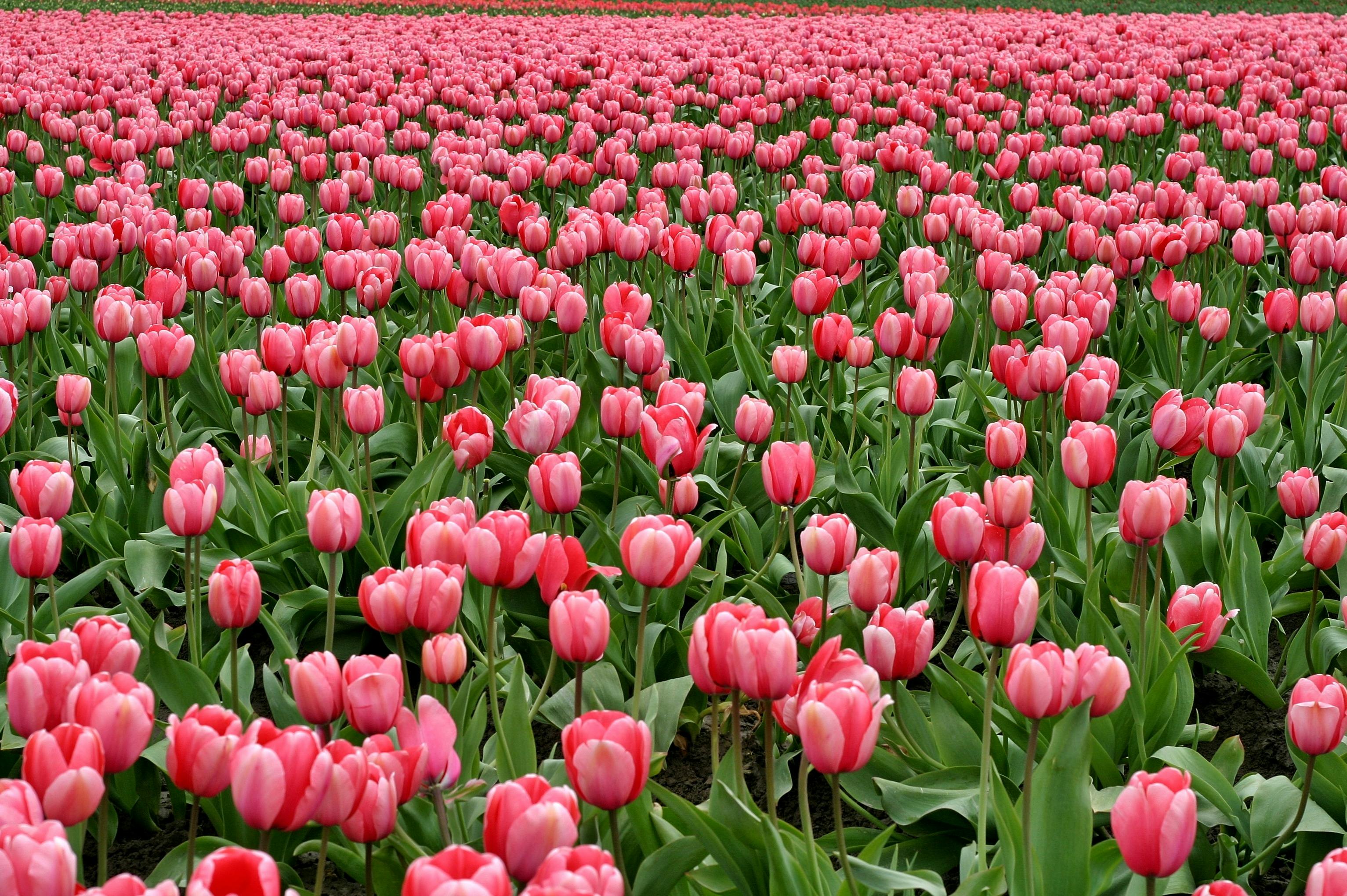 Tulips 4K wallpapers for your desktop or mobile screen free and easy to  download