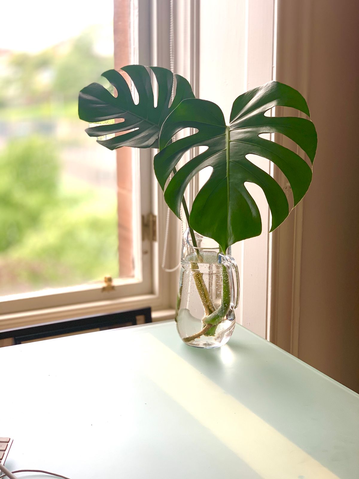 Monstera foliage displayed in a clear glass vase near a window