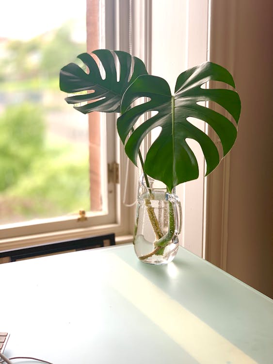 Free Green Plant in Clear Glass Vase Stock Photo