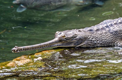 Gratuit Photos gratuites de alligator, animal, Crocodile Photos