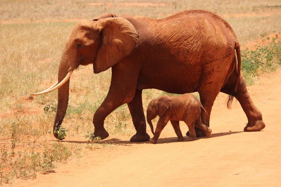 Adult African elephant and calf walking side by side in the sunny savanna.