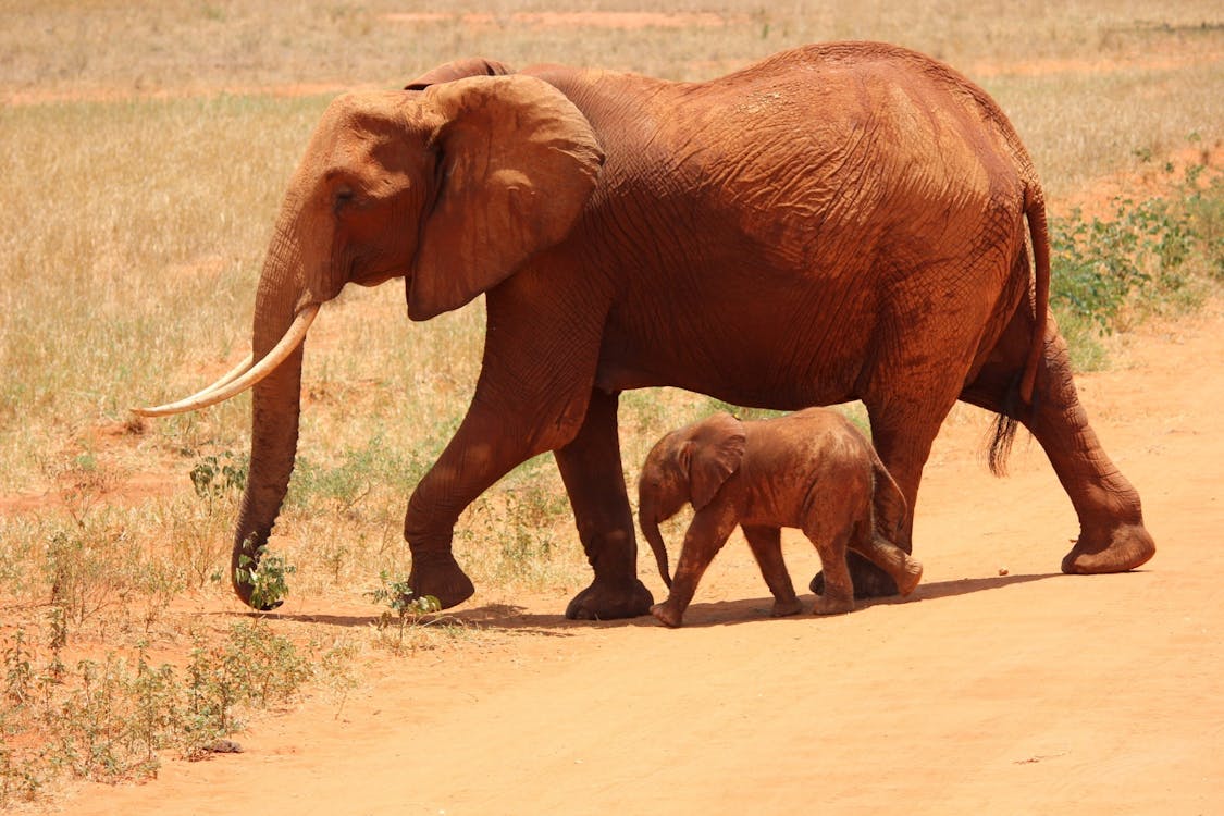 무료 1 아기 코끼리 옆에있는 코끼리 스톡 사진