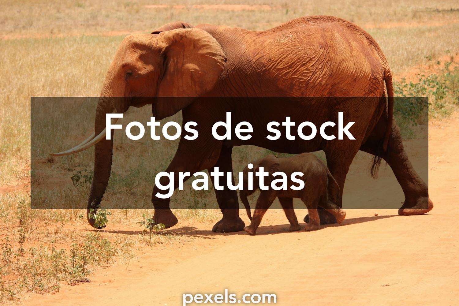 33,414 Fotos de Stock de Galinha Em Uma Horta - Fotos de Stock Gratuitas e  Sem Fidelização a partir da Dreamstime - Página 81