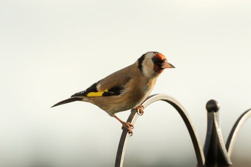 Free stock photo of bird, bird perched, british bird Stock Photo
