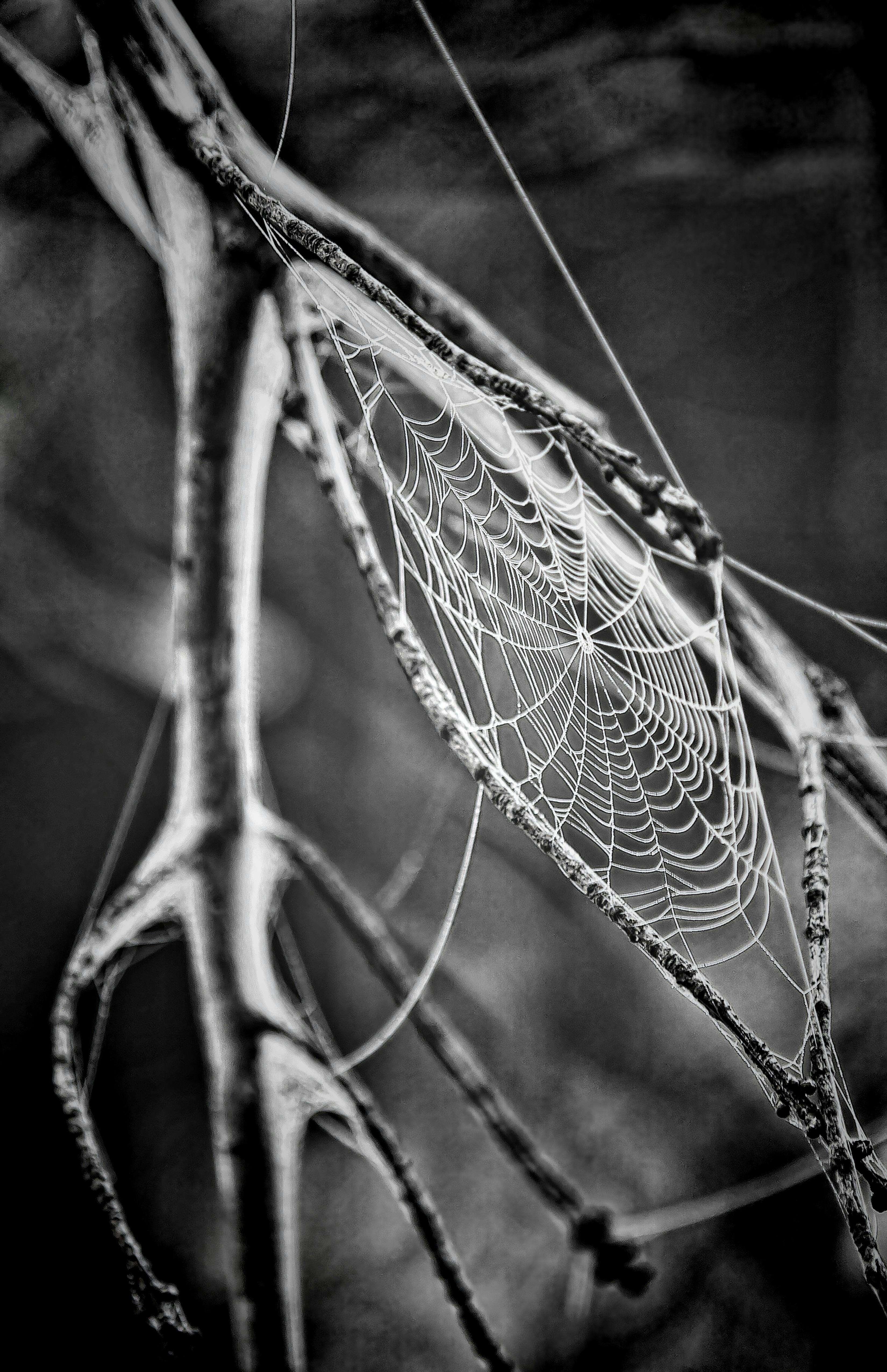 Spider Web Grayscale Photo