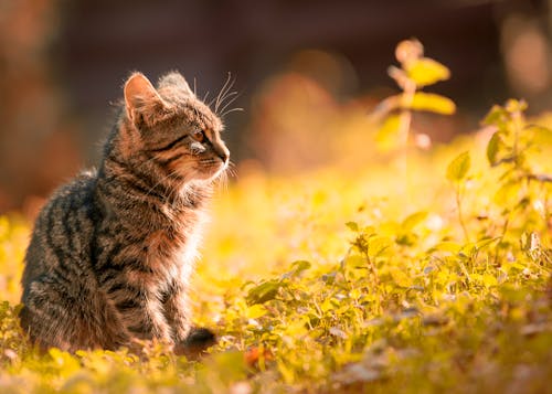 무료 잔디에 앉아 얼룩 무늬 고양이 스톡 사진