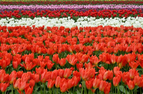 бесплатная красно белые и розовые цветочные поля в дневное время Стоковое фото