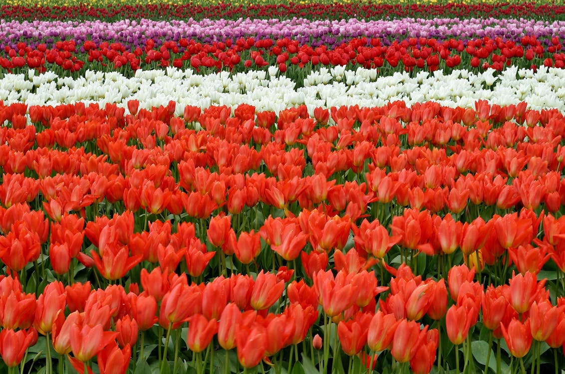 무료 낮에는 빨간색 흰색과 분홍색 꽃밭 스톡 사진