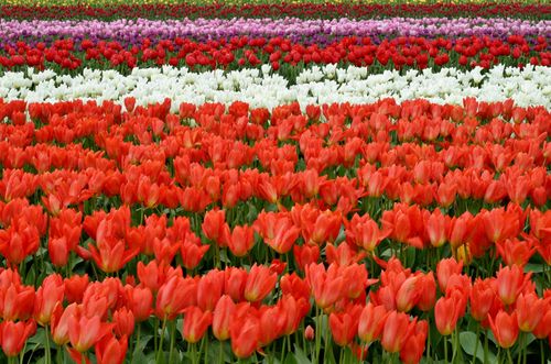 Free Bright and colorful tulip field showcasing rows of red, white, and purple flowers. Stock Photo