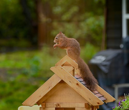 Free stock photo of squirrel Stock Photo