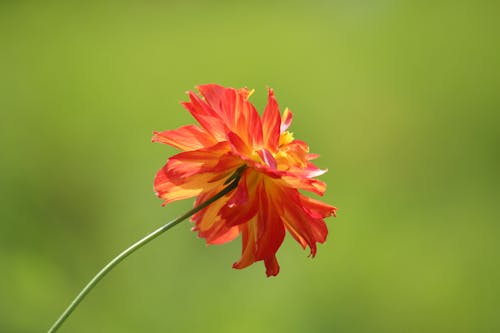 Free Tilt Shift Photography of Red and Yellow Flower Stock Photo