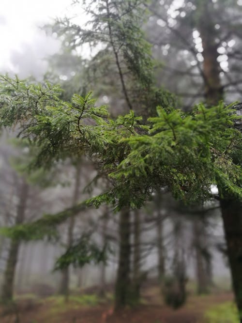 Free stock photo of branches, misty, trees