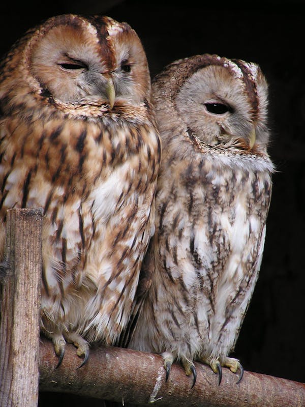 Brown White Feather Owl