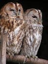 Brown White Feather Owl
