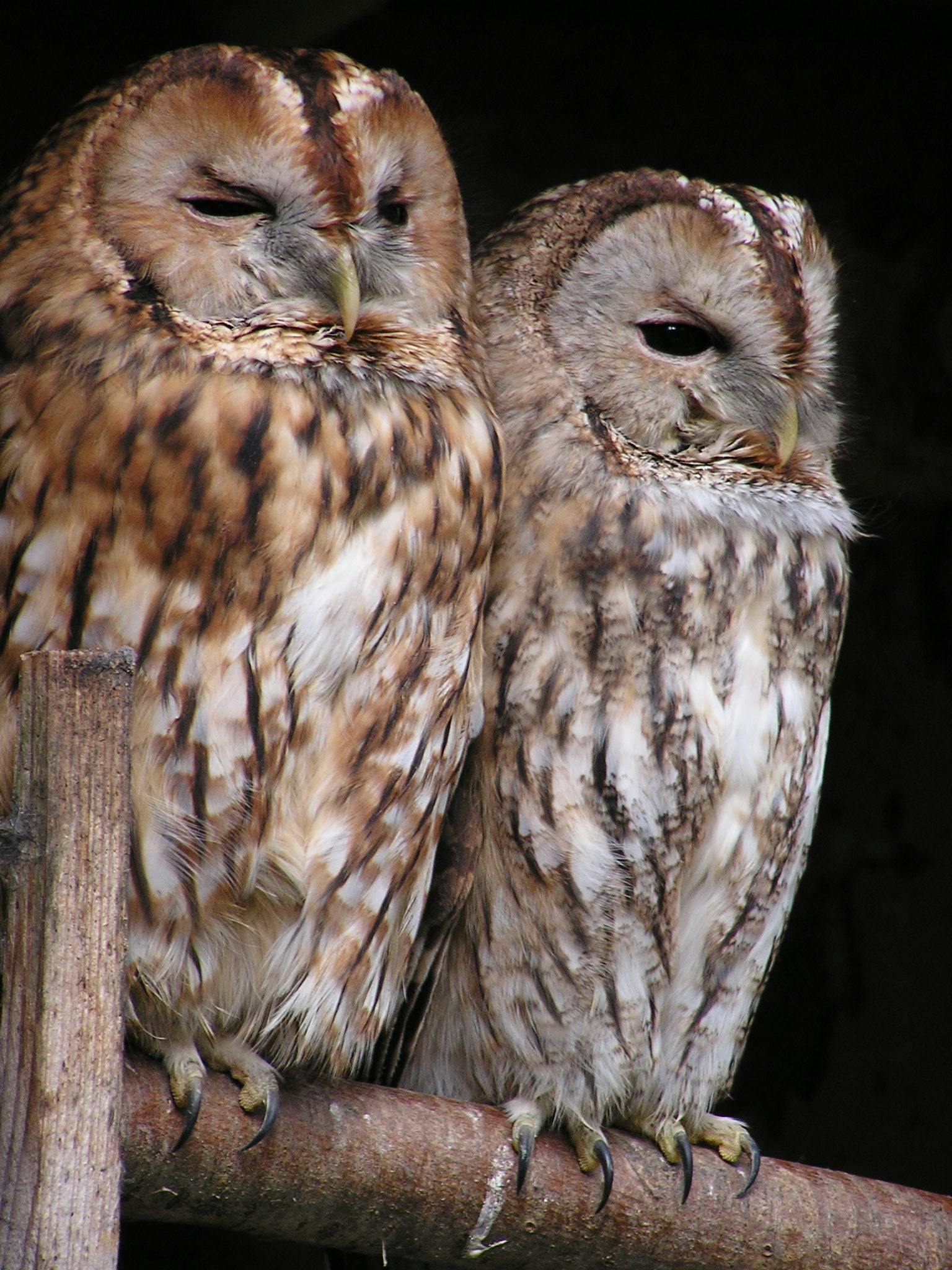 photo-of-white-and-brown-owl-free-stock-photo