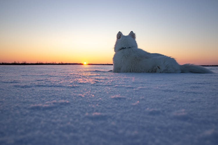 White Wolf Sitting On Snow Covered Ground 