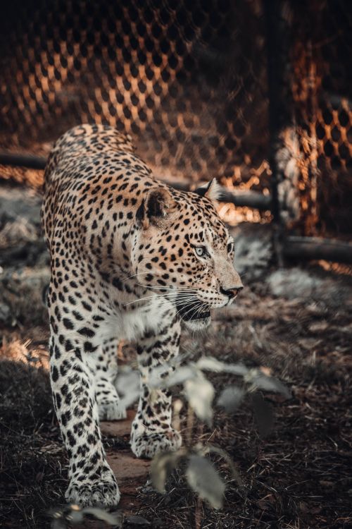 Free Close-up of a leopard gracefully prowling through its habitat, showcasing its stunning spots. Stock Photo