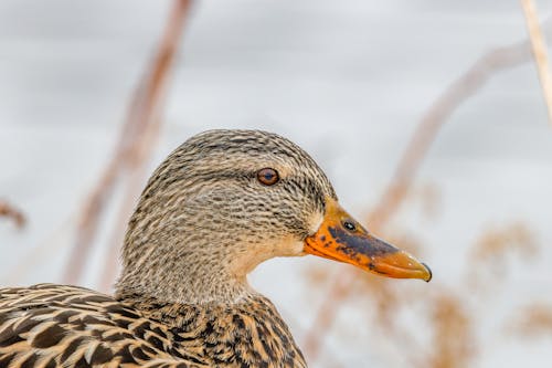 Close-Up Shot of a Duck 