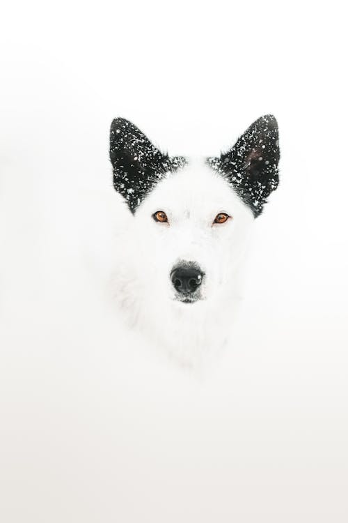 A Black and White Siberian Husky under a Snow
