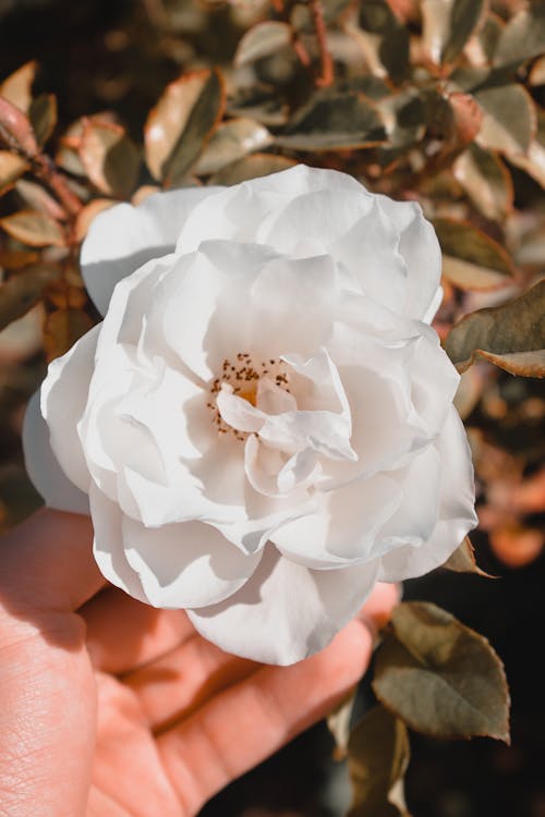 Free White Flower in Persons Hand Stock Photo